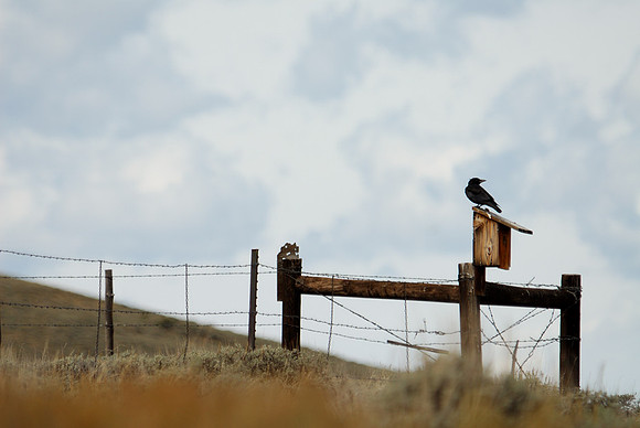 Raven, Delaney Butte, Colorado