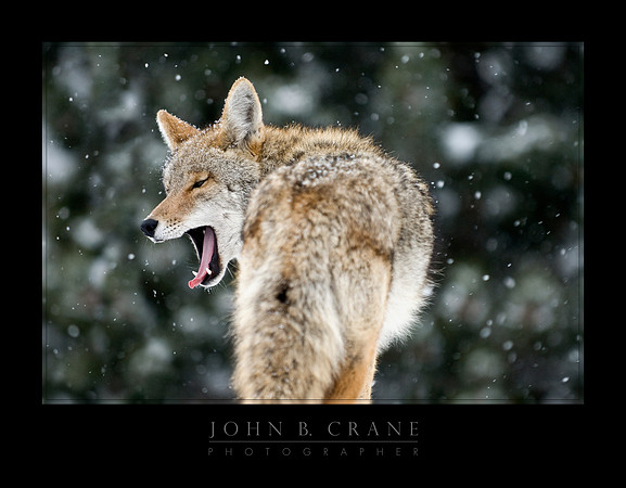 Coyote, Rocky Mountain National Park, Colorado