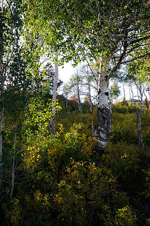 Aspen-Kolob Terrace, Zion