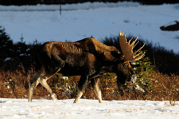 Moose, Cameron Pass, Colorado