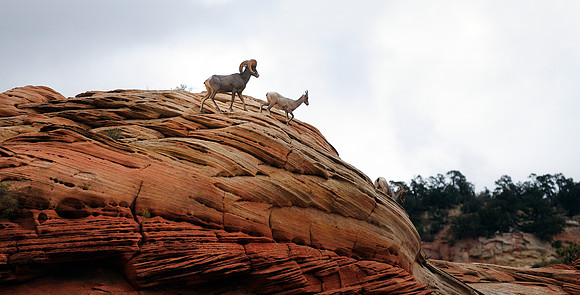 Desert Bighorn, Zion National Park