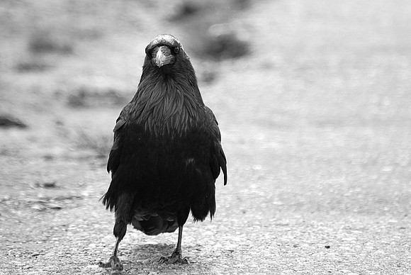 Raven, RMNP