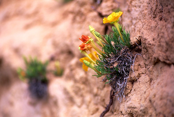 Pawnee National Grasslands, Colorado