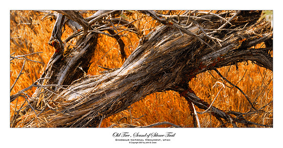 Old Tree, Sound of Silence Trail