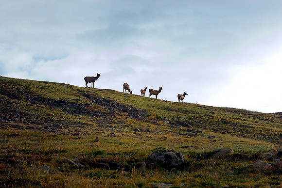Early Morning Elk, Rocky Mountain National Park, Colorado