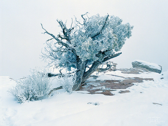Utah Juniper, Dead Horse Point State Park
