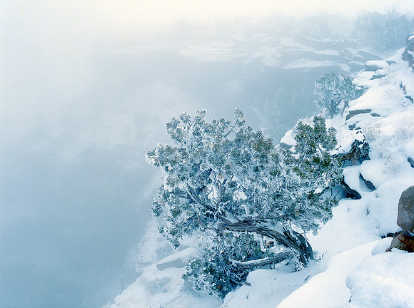Utah Juniper, Dead Horse Point State Park
