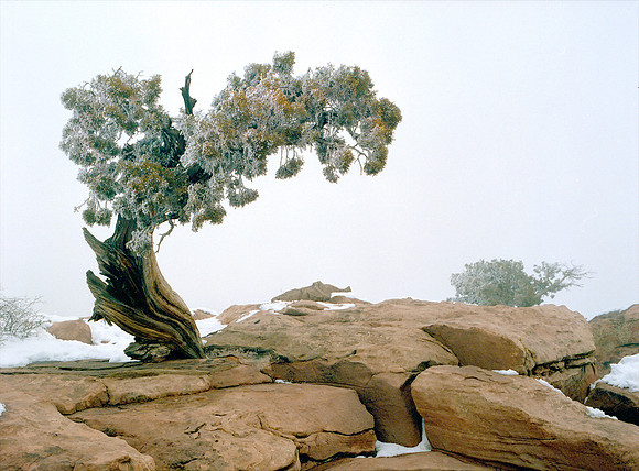 Utah Juniper, Dead Horse Point State Park, Utah