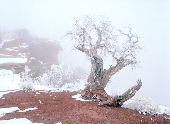Utah Juniper, Dead Horse Point State Park, Utah