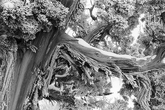Utah Juniper in snow