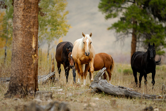 Gould, Colorado
