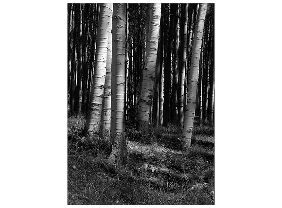 Park Range Aspen