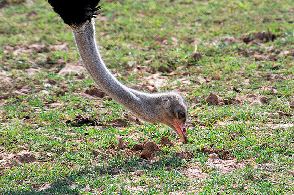 Ostrich, Virgin
