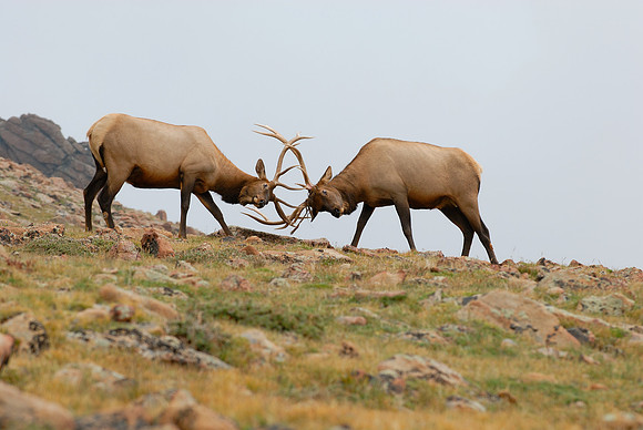 Elk Sparring, Rocky Mountain National Park, Colorado