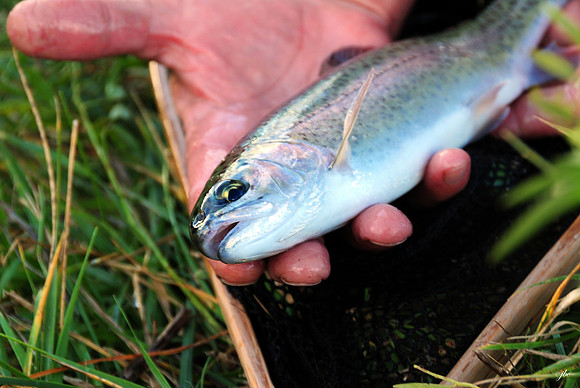 Sylvandale Rainbow, Loveland