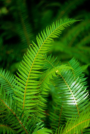 Hoh Rain Forest, Olympic National Park, Washington (2011)