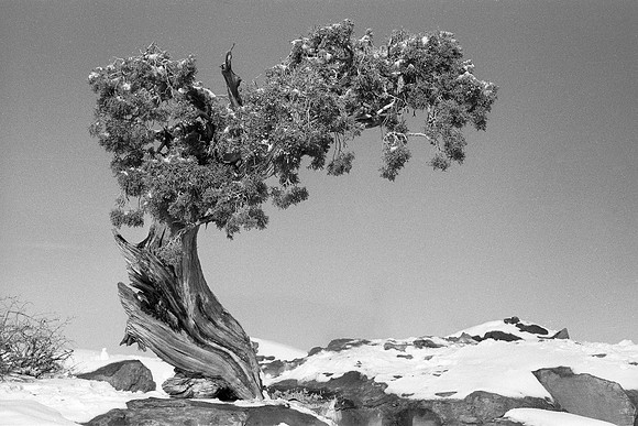 Utah Juniper, Dead Horse Point, Utah