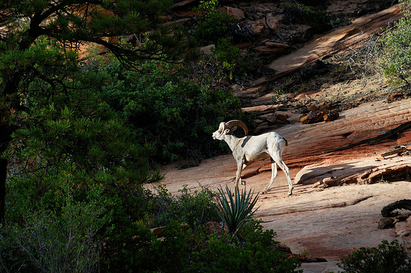Bighorn Sheep (Ovis canadensis)