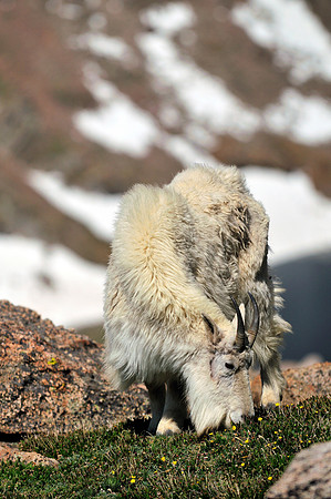 Mountain Goat, Mount Evans, Colorado