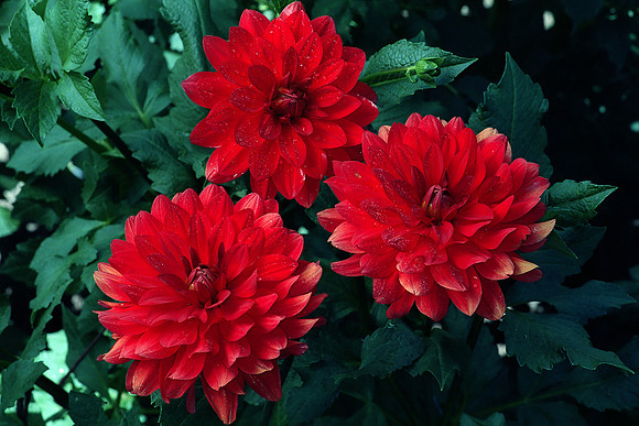 Angels of 7A, Water Lilly Dahlias, Fort Collins, Colorado (2014)