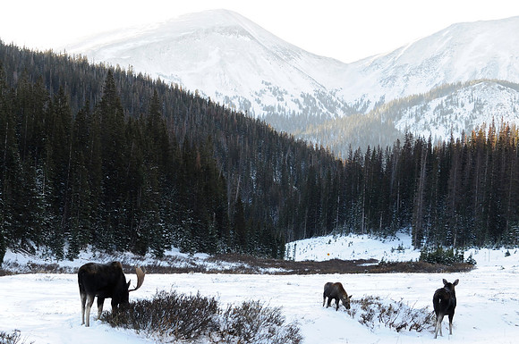Moose, Cameron Pass, Colorado