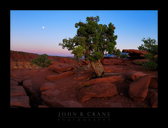 Utah Juniper, Capitol Reef National Park