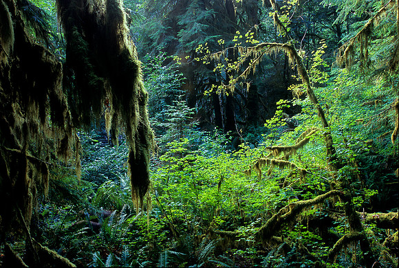 Marymere Falls Trail, Olympic National Park, Washington (2011)