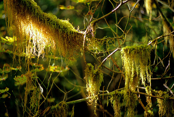 Olympic National Park, Washington (2011)