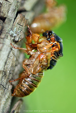 Cicada