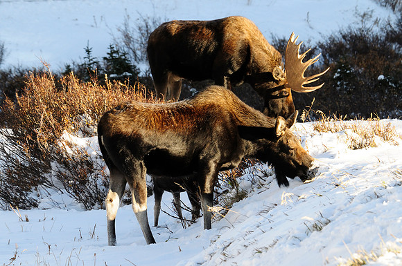 Moose, Cameron Pass, Colorado