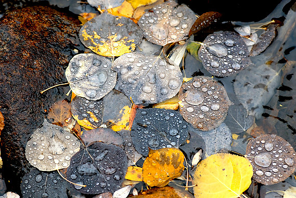 Fall Leaves in River, Allenspark, Colorado