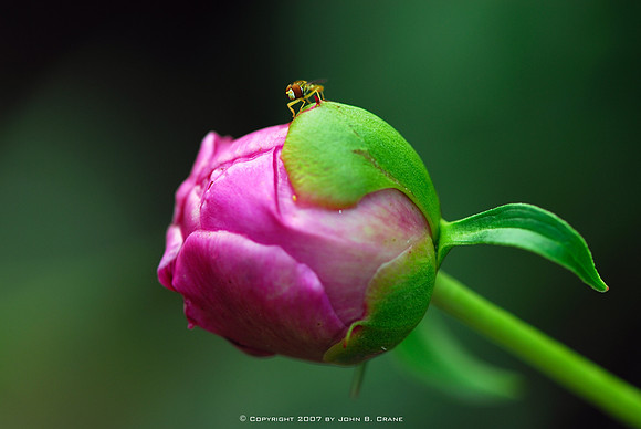 Petunia & Fly