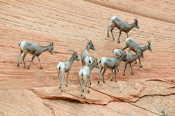 Bighorn Sheep (Ovis canadensis)