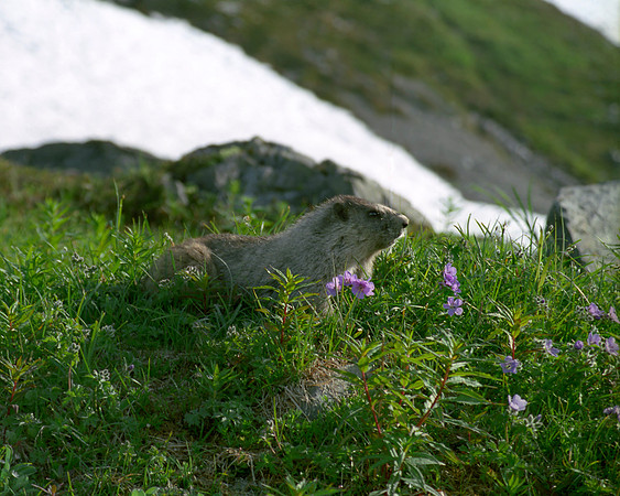 Marmot, Harding Ice Cap-Kenai Peninsula