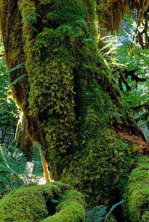 Hoh Rain Forest, Olympic National Park, Washington (2011)