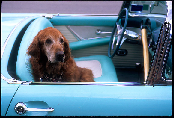 Golden Retriever, Crested Butte