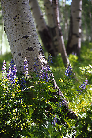 Kebler Pass, Colorado