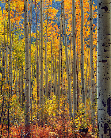 Independence Pass, Colorado