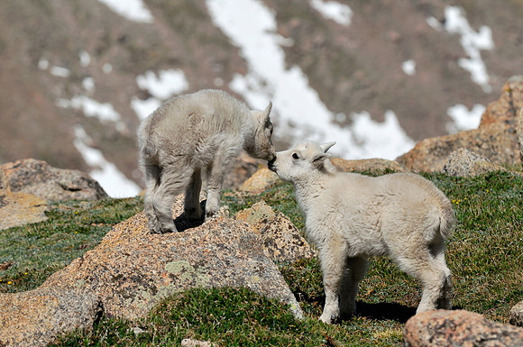 MountainGoat_298_2008