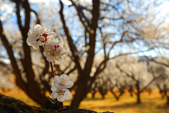 Cherry Blossoms No9, Capitol Reef National Park