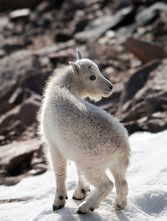 Mountain Goats