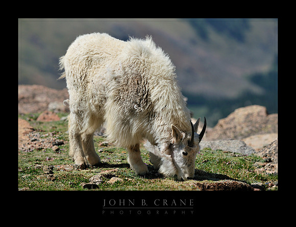Mountain Goat, Mount Evans, Colorado