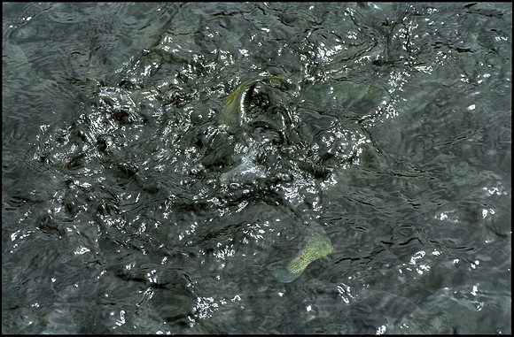 frame 09-hatchery trout