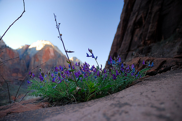 Zion Wildflowers, Zion National Park