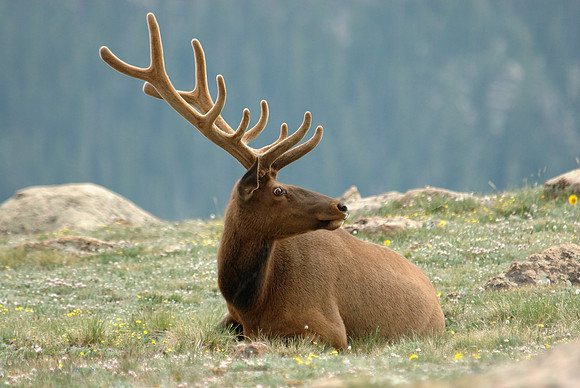 Elk Above Treeline, Rocky Mountain National Park, Colorado