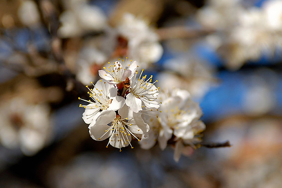 Cherry Blossoms No6, Capitol Reef National Park