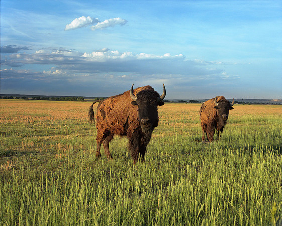 American Bison, Grover, Colorado