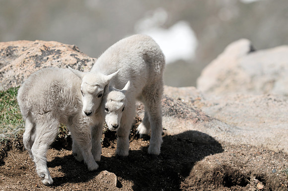 MountainGoat_398_2008