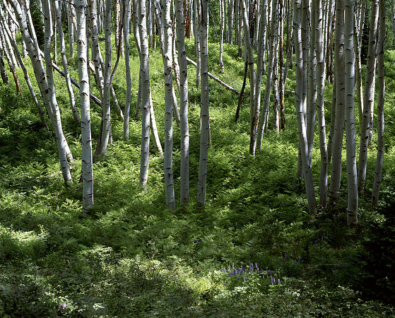 Kebler Pass, Colorado