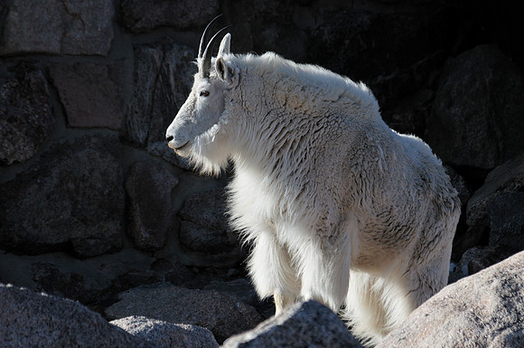 Mountain Goats